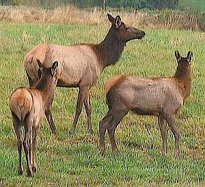 Part of an elk herd