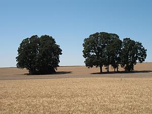 Oregon white oaks