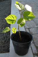 Linden tree