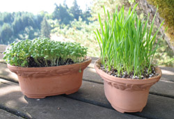 Seed sets
